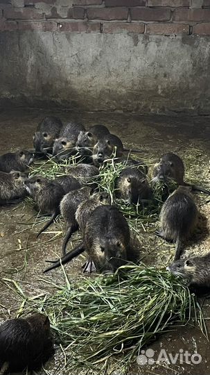 Нутрии на племя