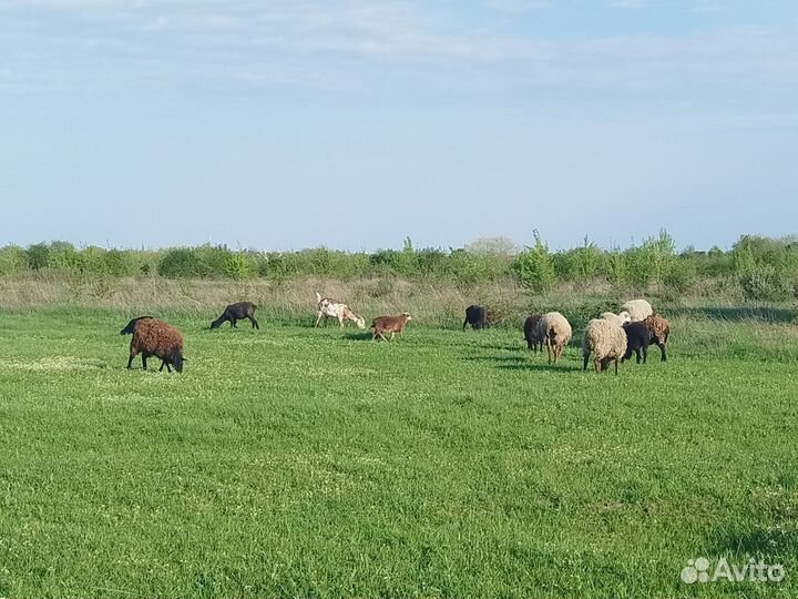 Курдючные бараны овцы