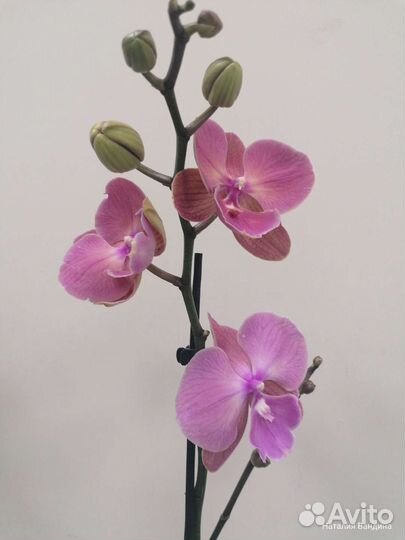 Орхидея биглип