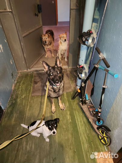 Дрессировка собак с передержкой и с выездом