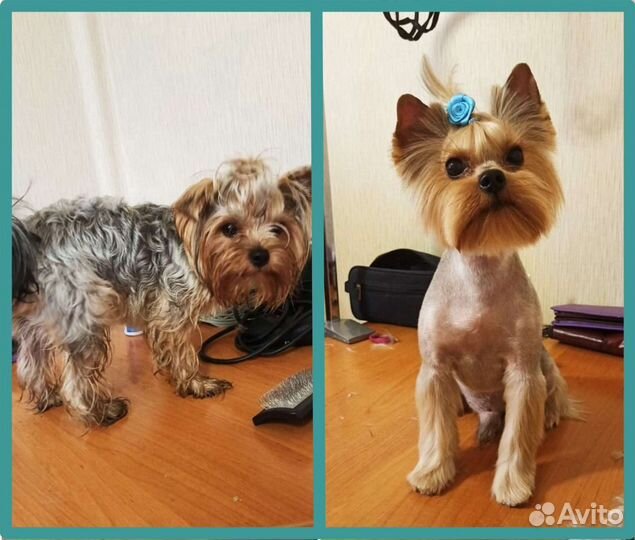 Грумер.Стрижка собак и кошек