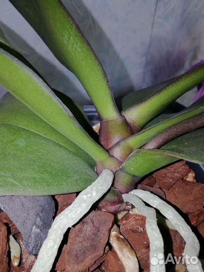 Орхидея фаленопсис