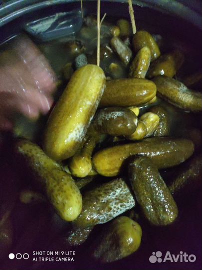 Огурцы соленые