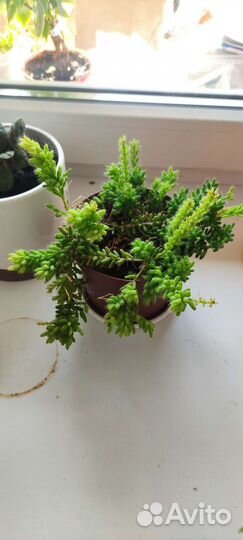 Флорариум суккуленты