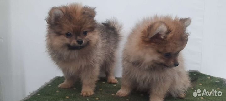 Померанский шпиц мини