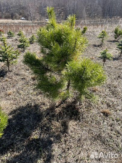 Сосна горная,Лиственница,Карагана,Ель колючая,Туя