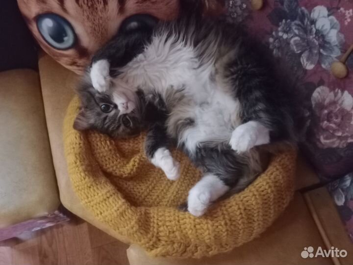 Миниатюрная красотка Мусяшка ищет добрые ручки