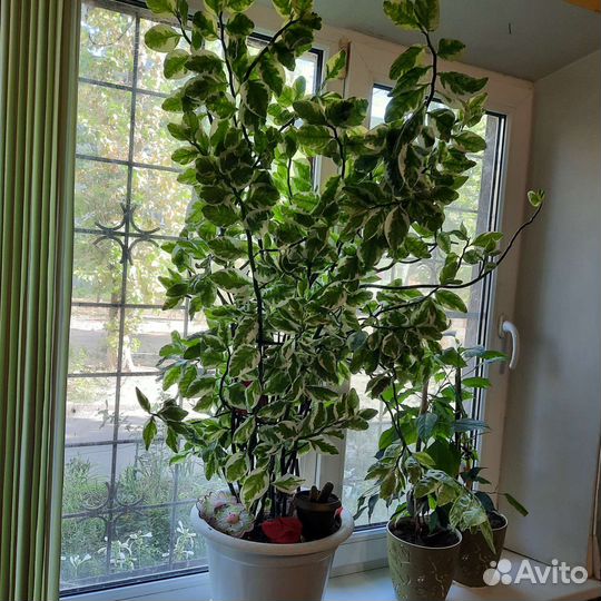 Цветок педилантус титималоидный