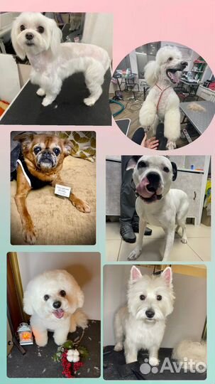 Грумер. Стрижка собак и кошек. уз чистка зубов