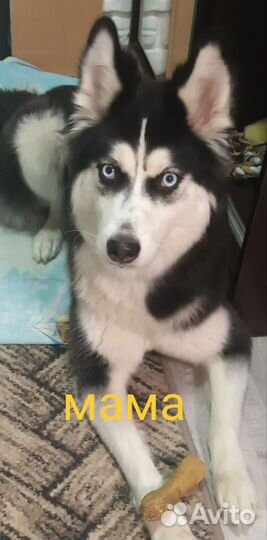 Собака в добрые руки отдам бесплатно