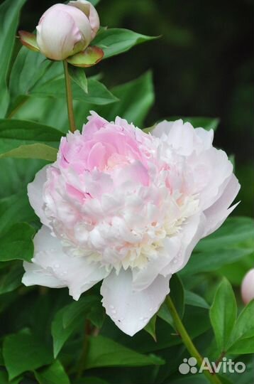 Корни пионов