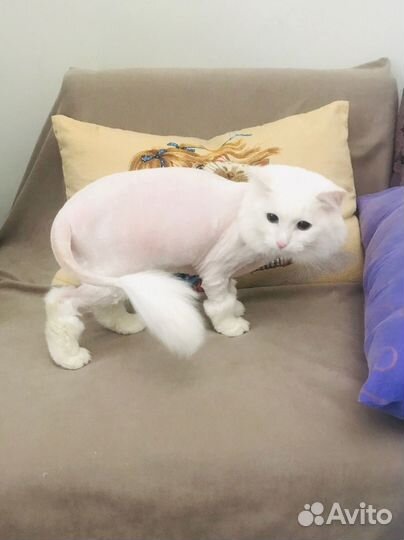 Стрижка/вычес котов