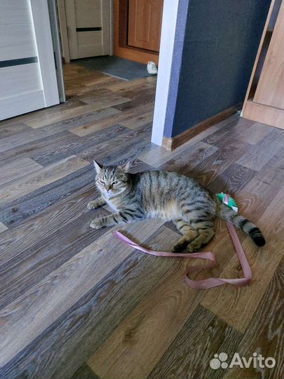 Кот в добрые руки