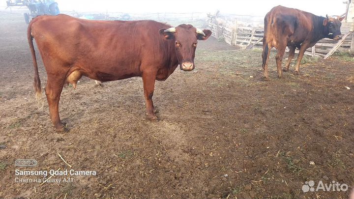 Корова дойная