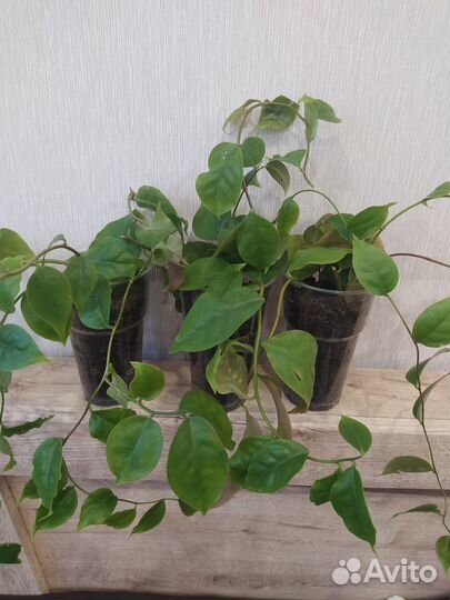 Комнатные растения