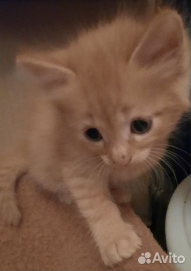 Кошка и котик