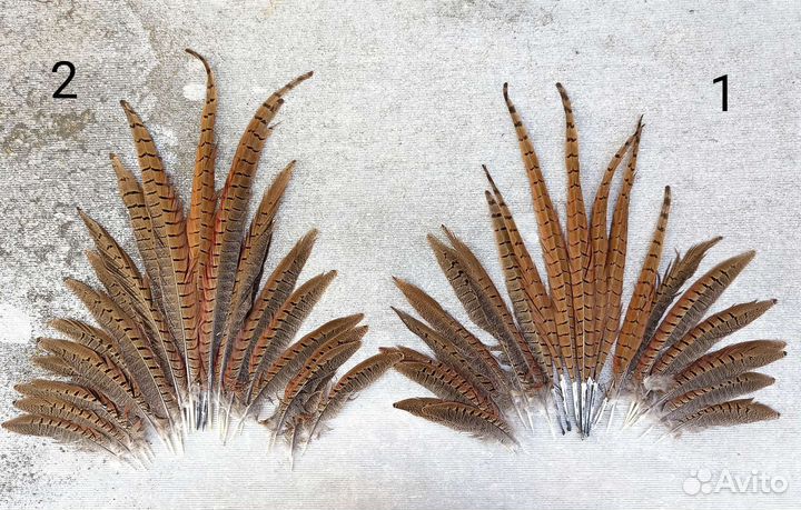 Перья фазана/хвост самца