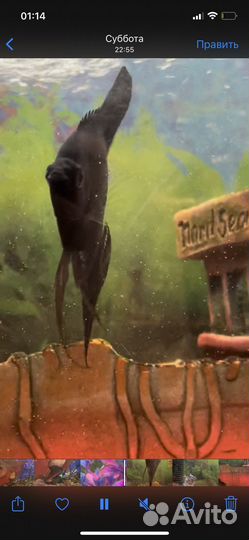 Аквариум 20 л