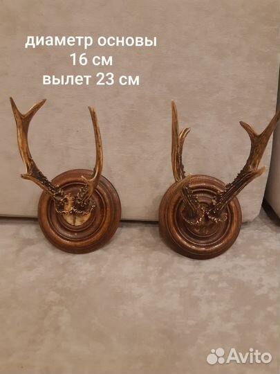 Рога косули на деревянном основании