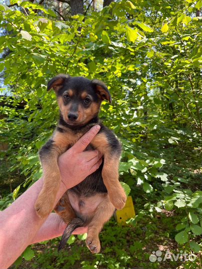 Щенок ищет дом