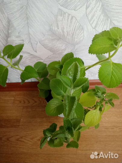 Плектрантус