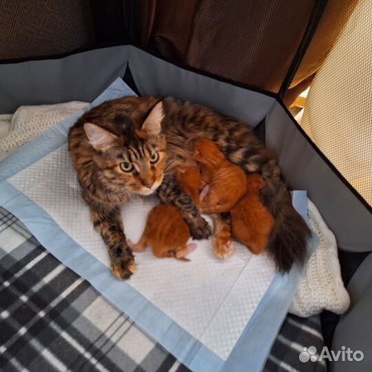 Котята мейн-кун