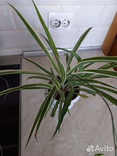 Хлорофитум