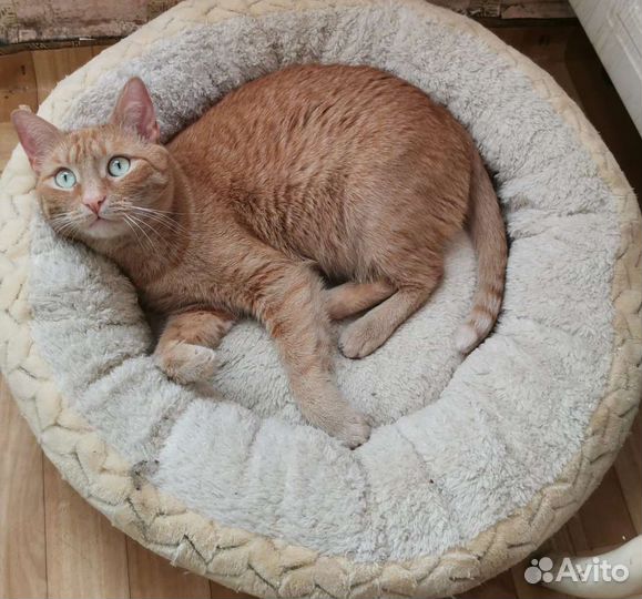 Кошечка Рыжуля