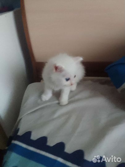 Котята Сибирской кошки