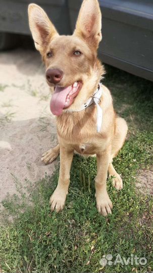 Щенок 3,5 мес. девочка, метис с лайкой