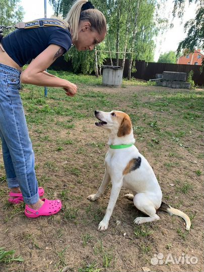 Шикарная гончая из приюта