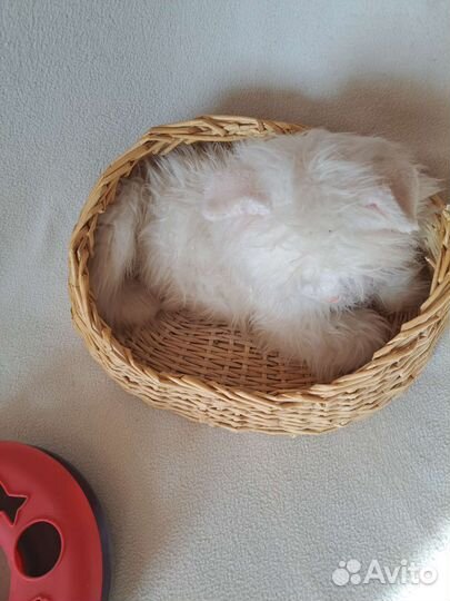 Корзина для кошек