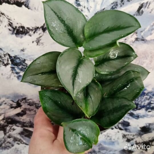 Сциндапсус