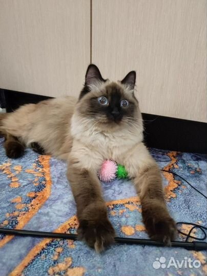 Кошка сиамская