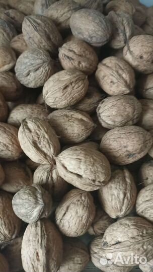 Орех грецкий 2023г