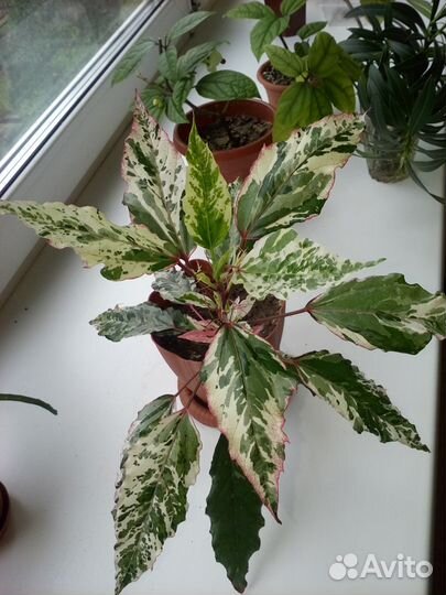 Олеандр, гибискус