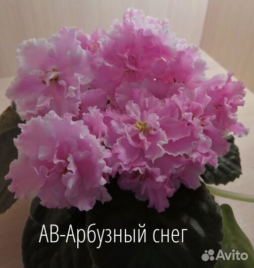 Укорененные черенки фиалок