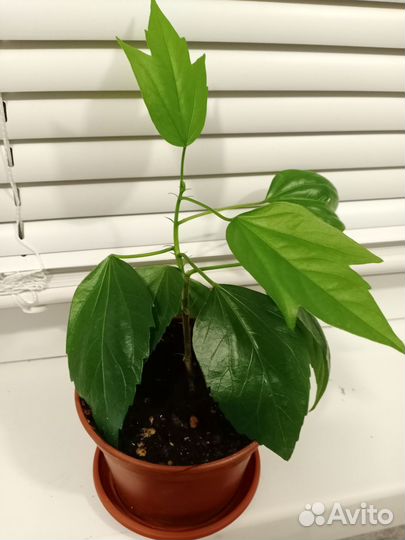 Гибискус китайская роза