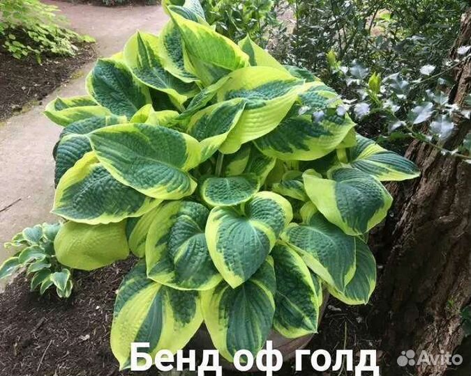 Хоста сортовая от