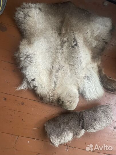 Шкура волка