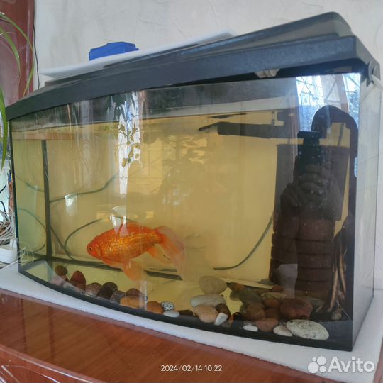 Аквариум