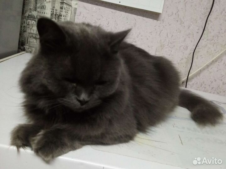 Отдам кошку
