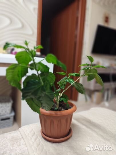 Гибискус китайский (домашняя роза)