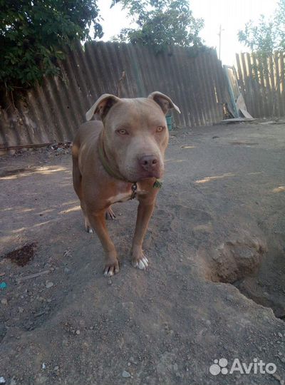 Питбуль вязка