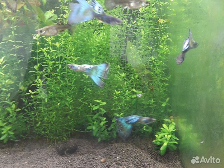 Аквариумные растения, рыбки