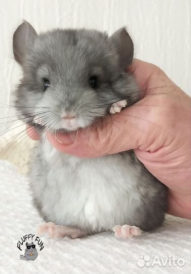 Шиншилла девочка по кличке Бекки