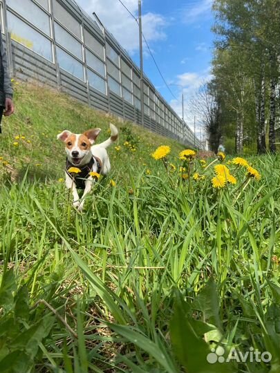 Джек Рассел терьер