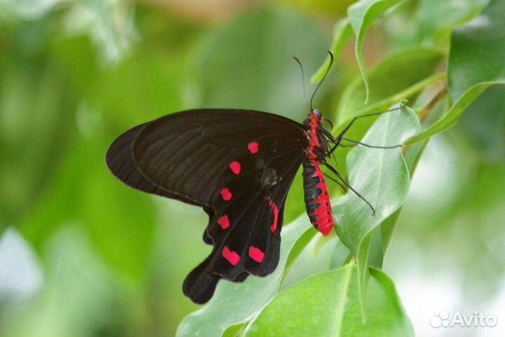 Праздники и развлечение