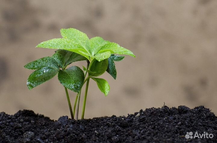 Плодородный грунт навалом с доставкой