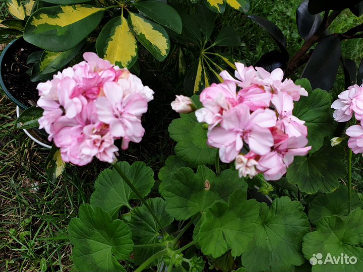 Герань пеларгония